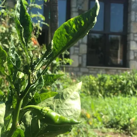 Casa de hóspedes Melinda & Restaurant 3*